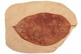 Large, Red Fossil Leaf (Phyllites) - Montana #189044-1